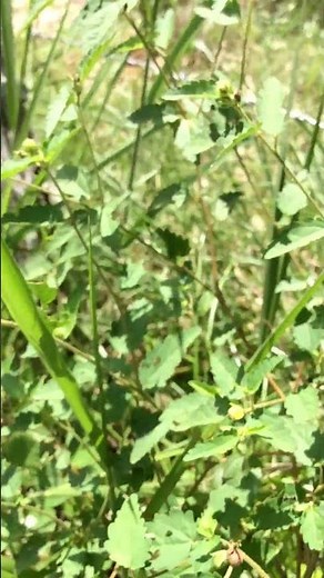 Croton trinitatis: planta herbácea de la familia Euphorbiaceae