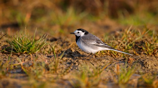 A small bird explores in silence - captured on hidden camera