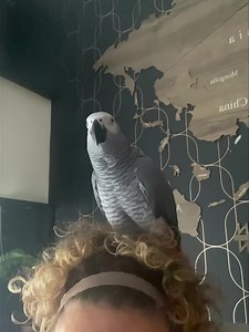 Listen to him getting angry at ALEXA 😂😂😂😂😂🐦 | Kelo the African Grey