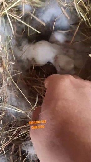 New babies on the farm: Dwarf Dutch Rabbits 🐰💕