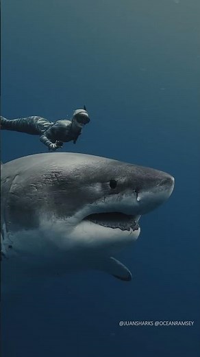 Pregnant? or Full? Largest great white shark alive! swimming with shark conservationist #oceanramsey