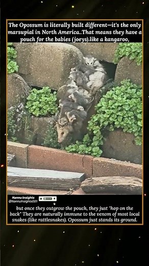 POV: This Opossum is Carrying the Whole Squad #Opossum