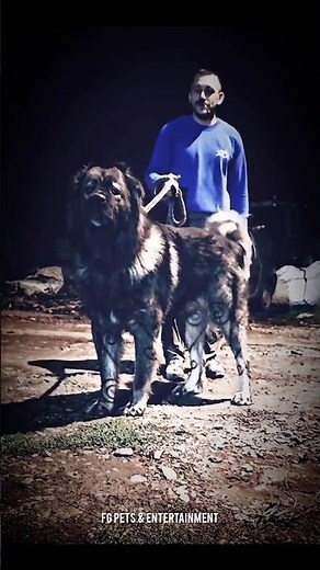 Caucasian Ovcharka💯