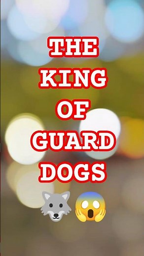 Why the Kangal is the World’s Strongest Guard Dog 🐺🔥