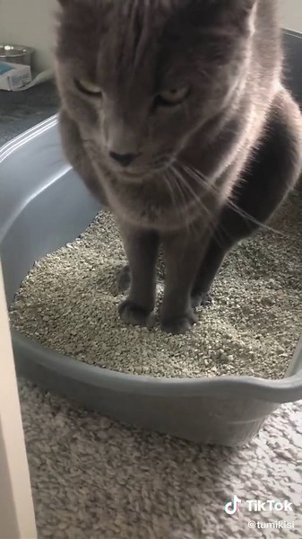 Funny Cat Pooping Compilation