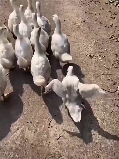 RT @SlenderSherbet: Yes you can come, just don't be weird.Me: