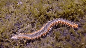 clip-1103667865-sea-centipede-millipede-underwater-atlantic-ocean-amazing