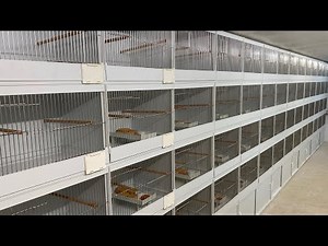 NEW BREEDING CAGES !!! DTV Plastic