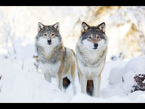 How Wolves Change Rivers - Sustainable Human