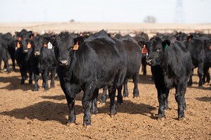 Tail Wagging the Dog on the Cattle Market | 8/21/24 Cattle Call
