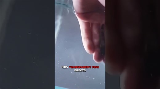 Candiru Swarm Dangers: How to Survive a Nightmare Encounter with These Tiny Fish!