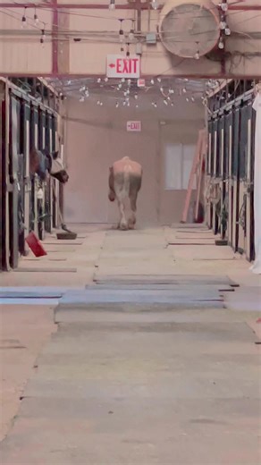 2.1K views · 63 reactions | Hope’s nightly catwalk ⭐️ The doctor said “let her do whatever she wants to be happy” so this is what we do every day. Hope does what Hope wants and we love her for it. The other horses may be a wee bit jealous . | Hunkapi Programs, Inc | Facebook