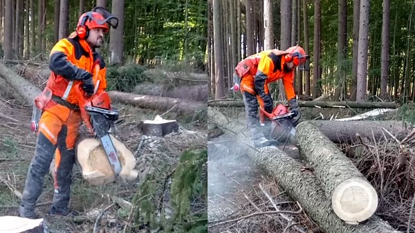 Professional Tree Cutting in the Woods With Husqvarna