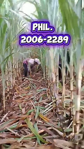 Hand to hand combat daw sabi nga ating ka farmers🤔.#de-trashing #lifestyle #informativecontent #sugarcaneindustry | Rei Francis P Alemorin