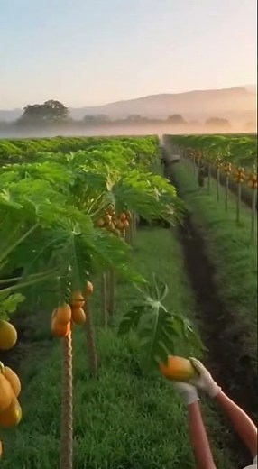 Papaya Farm | Papaya Farming Process from Field to Harvest | 4K Documentary | Papaya farmers