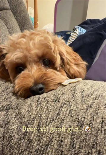 Happy funday🐶🐾 #fyp #puppytraining #doglover #cuteness