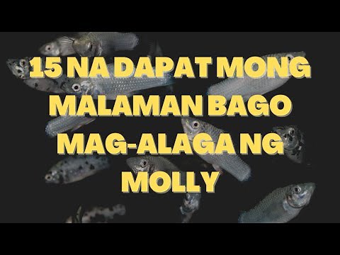 Mga Dapat Mong Malaman Bago Mag-alaga ng Molly Fish | Katropapets