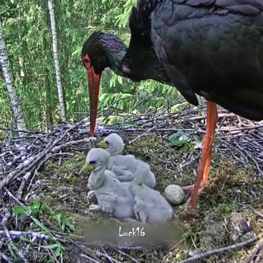 P434 | Review mother bird feeding her chicks in the nest | the babies bird are adorable! | Parent birds brings food to feed their babies! #birdlovers #motherbird #babybird #birdsounds #lifewithbirds #birdphotography #birdnest #birdlife #naturelover #birdsofinstagram #birdwatching #lifewithbirds #birds #reviewbirdnest | Luck16
