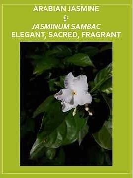 10 Flowers of Cambodia - Beauty in Every Petal