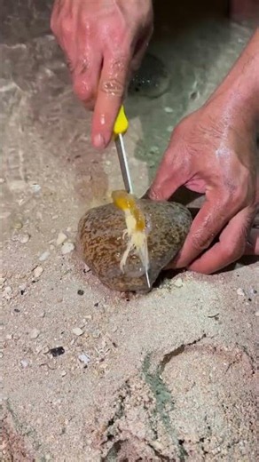 Hidden Sea Creature Found Under the Sand! 😱 Amazing Beach Discovery