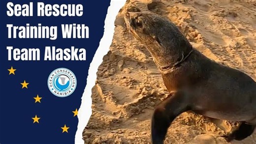 23K views · 1K reactions | Namibia is a global hot spot for seal...