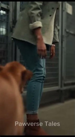She Turned Away… That’s When He Ran 🐾💔➡️❤️#rescuedog #dogadoption #animalshelter