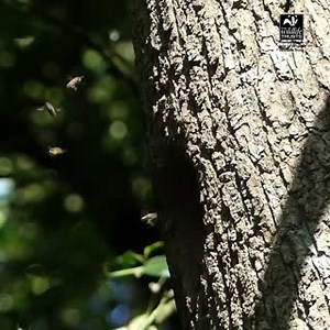 Reserves Officer, Bob Chapman spotted a wild bees nest. Have you had any exciting sightings recently? 🔎😍💚 #bees #HampshireWindowWildlife #IslandWindowWildlife #nature #wildlife #hampshirewildlife #islandwildlife | Hampshire and Isle of Wight Wildlife Trust