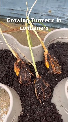 Growing Turmeric in containers