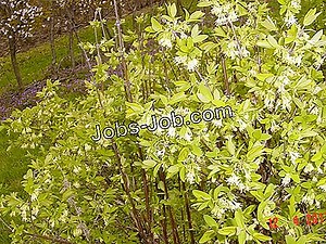 Descrierea Serviciului Handyman | Descrierea postului - 2025