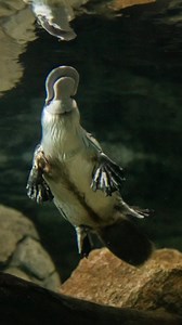 One year of Platypus Rescue HQ 🎂 Can you believe it's been 12 months since we officially opened the world's largest purpose-built platypus conservation centre at Taronga Western Plains Zoo in Dubbo? 🤩 That's one whole year of Mackenzie the Platypus capturing the imaginations and hearts of our guests, raising awareness of the plight of platypus in the wild, and inspiring young and old to reduce pollution, ensuring the platypus thrives in the wild for generations to come! Learn more about how #T