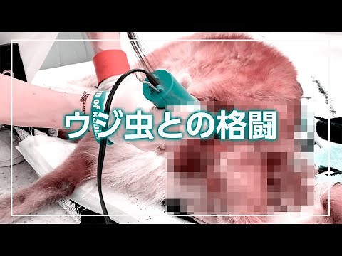 【閲覧注意】うじ虫との格闘/Battle with maggots