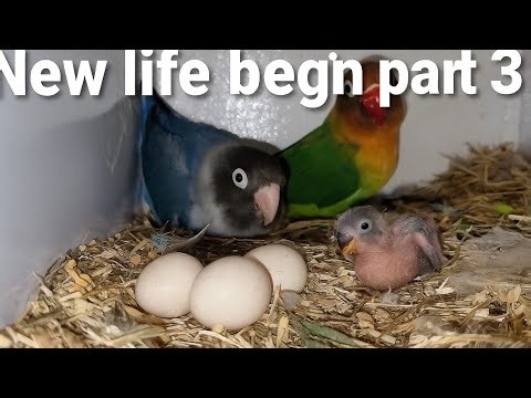 New Life Begin Part 3 | Lovebird Eggs and Baby Parrots Hatching #lovebirds #birds BabyParrots