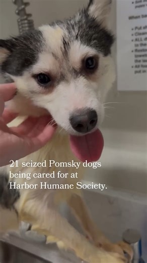 Harbor Humane Society is caring for 21 Pomsky dogs - Pomeranian and husky hybrids - that were seized in Allendale Township this week by Ottawa County sheriff’s deputies. The Pomskies will likely be put up for adoption next week. The owner has given up ownership, a shelter spokesperson said. The dogs are various ages. 🎥: Video Provided by Harbor Humane Society #pomsky #rescueddogs #humanesociety #allendale | MLive.com