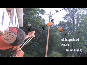 Slingshot hunting ❗video 90° degre ❗ angle ❗ like share subscribe 👍
