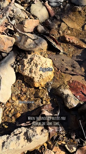 Exploring Agates and Fossils in Nature