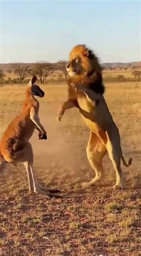 Lion vs Kangaroo… Wait, Is That a Dummy! 😂🦁 #wildlife #animals #lion