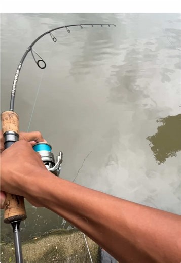 Umpan Terbaru Mullet Fishing dengan Tempe Fermentasi