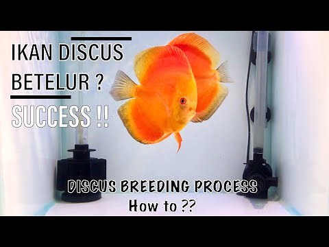 Cara mudah ternak ikan Discus, 100% SUCCESS !!