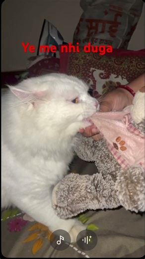 #taddy #daddy #cat #trending #catlife #attack #comedy #entertainment #action