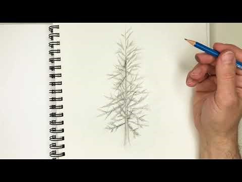 Drawing a Pine Tree - full tutorial