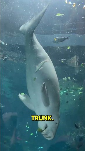 Dugong A Few Facts You Didn't Know!