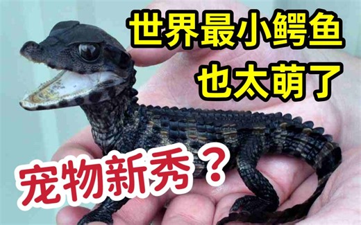 真有“长不大的宠物小鳄鱼么“？世界最小鳄鱼也太萌了吧！