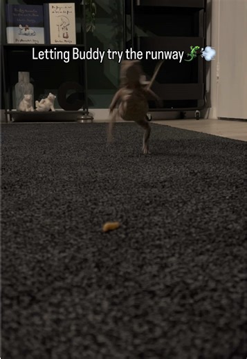 Buddy the Lizard Loves His Snacks