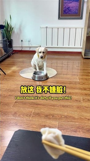 汤圆：还得是干净的香！It has to be a clean incense! #萌寵#寵物#搞笑#拉布拉多 #doglover #Labrador #labradorpuppy #dog