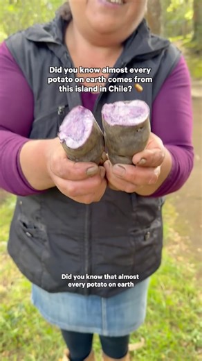 Afar on Instagram: "The potato on your plate can be traced back to this remote island in Chile. 🥔 On Chiloé, Indigenous farmers still grow hundreds of rare varieties, cook them underground in 11,000-year-old curanto pits, and keep ancestral food traditions alive. Get a closer look at the traditions behind one of the world’s most familiar foods at the link in bio. ✍️ + 🎥: @markonthemap"