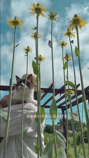 ルドベキア・マキシマ（Giant Coneflower）｜猫が見上げた、夏の王さまの花