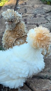 My frizzle Polish chickens always lose their tail feathers twice during moulting season. Am I just imagining this? #aussiechickens #herechookchook #cottagegarden #freerangechickens #poules #galline #höns #hühner #galinhas #ABCMyGarden | Herechookchook