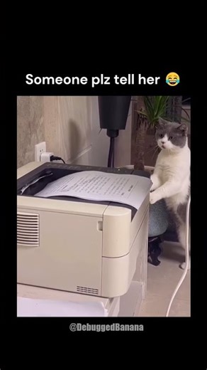 Someone plz tell her 😂 #catanxiety #curiouscat