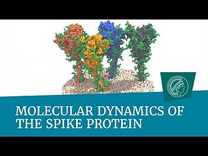 Molecular dynamics of the spike protein