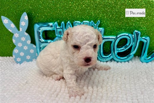 Braxton - Havapoo Puppy 2FEBC8